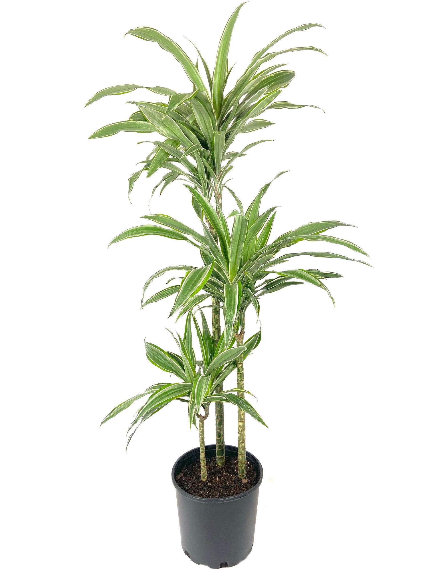 dracaena lind cane Dracaena Warneckii Cane - Live Plant in an 10 Inch Growers Pot