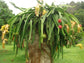Dragon Fruit Tree - Live Plant in a 6 Inch Pot - Hylocereous Undatus - Edible Tropical Fruit Plant from Florida