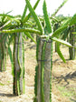 Dragon Fruit Tree - Live Plant in a 6 Inch Pot - Hylocereous Undatus - Edible Tropical Fruit Plant from Florida