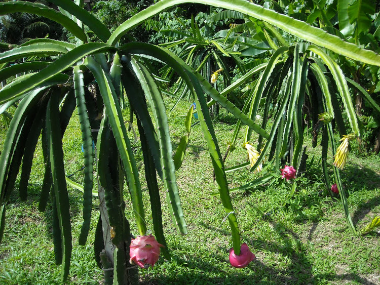 dragon fruit tree live plant in a 6 in. pot Dragon Fruit Tree - Live Plant in a 6 Inch Pot - Hylocereous Undatus