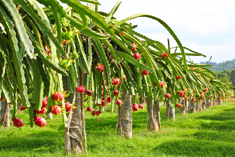 dragon fruit tree live plant in a 6 in. pot Dragon Fruit Tree - Live Plant in a 6 Inch Pot - Hylocereous Undatus