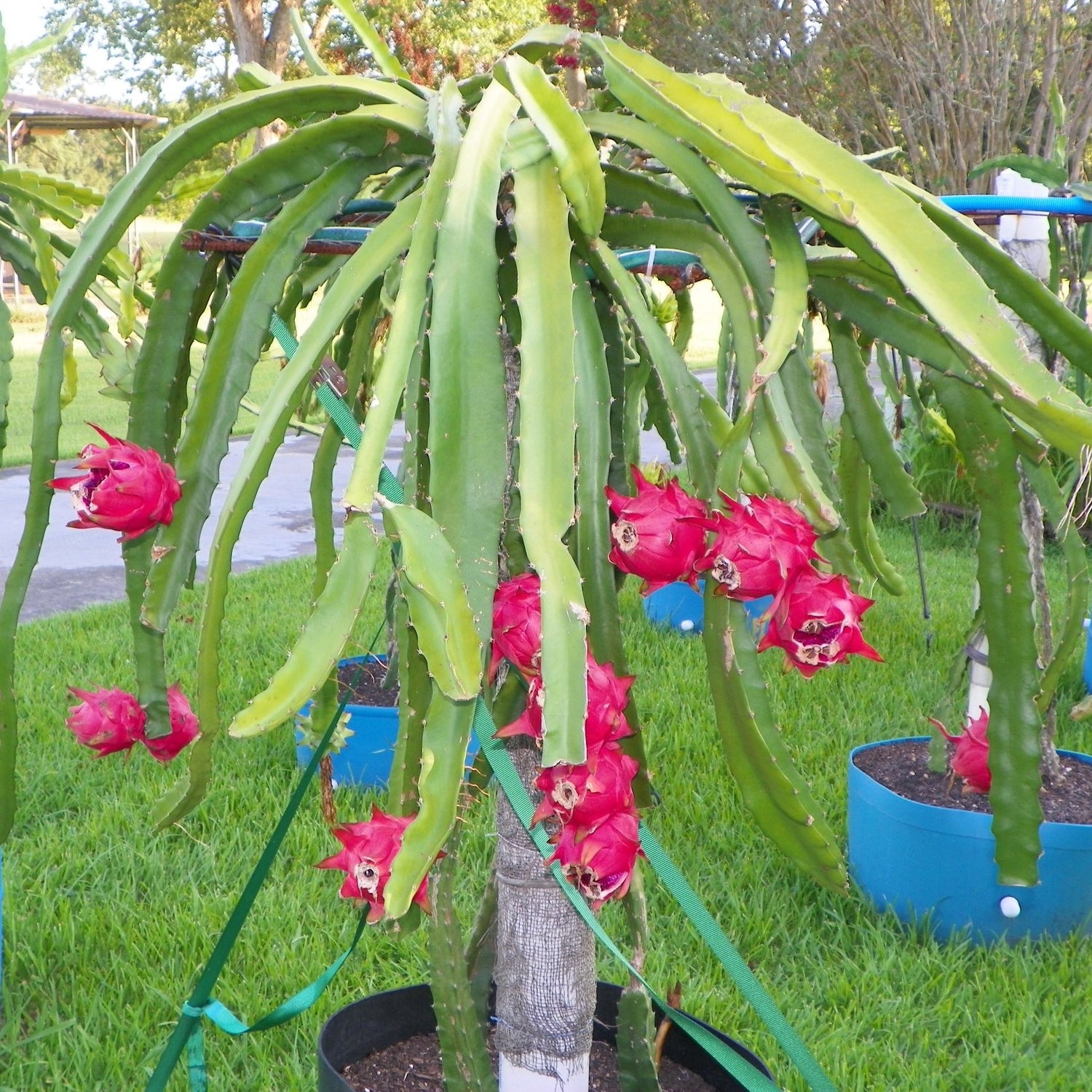 dragon fruit plant indoors Dragon Fruit Tree - Live Plant in a 4 Inch Pot - Hylocereous Undatus