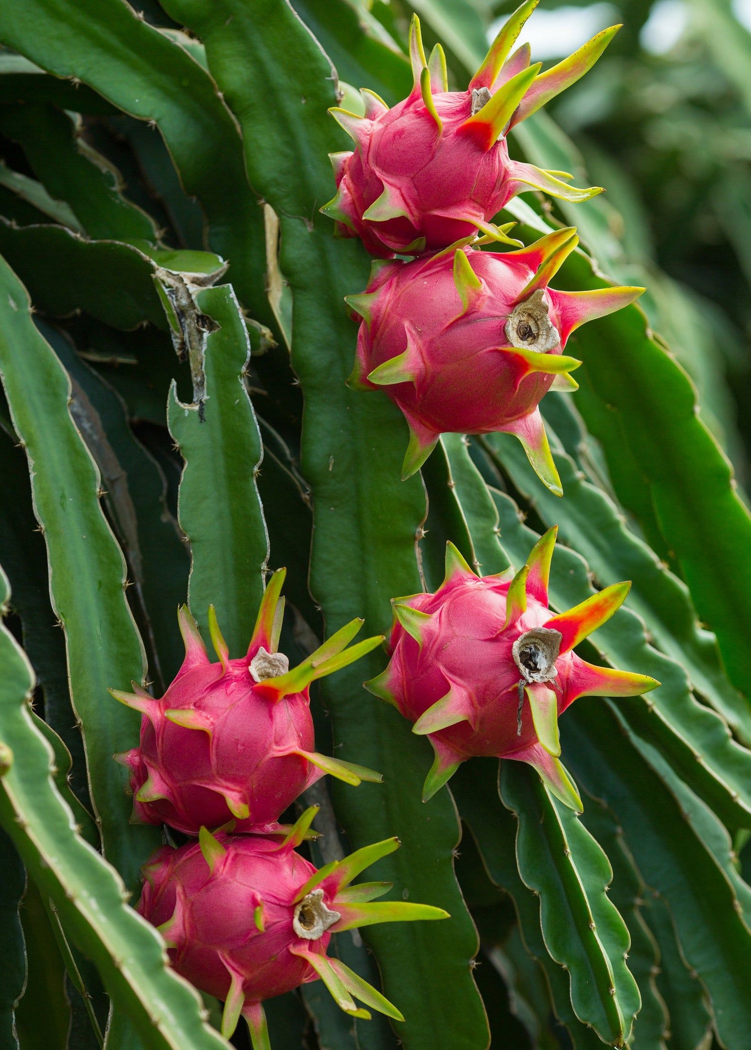 Red Dragon Fruit Seeds Spectacular Flowers Very Easy to 