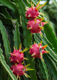 Dragon Fruit Tree - Live Plant in a 4 Inch Pot - Hylocereous Undatus - Edible Tropical Fruit Plant from Florida