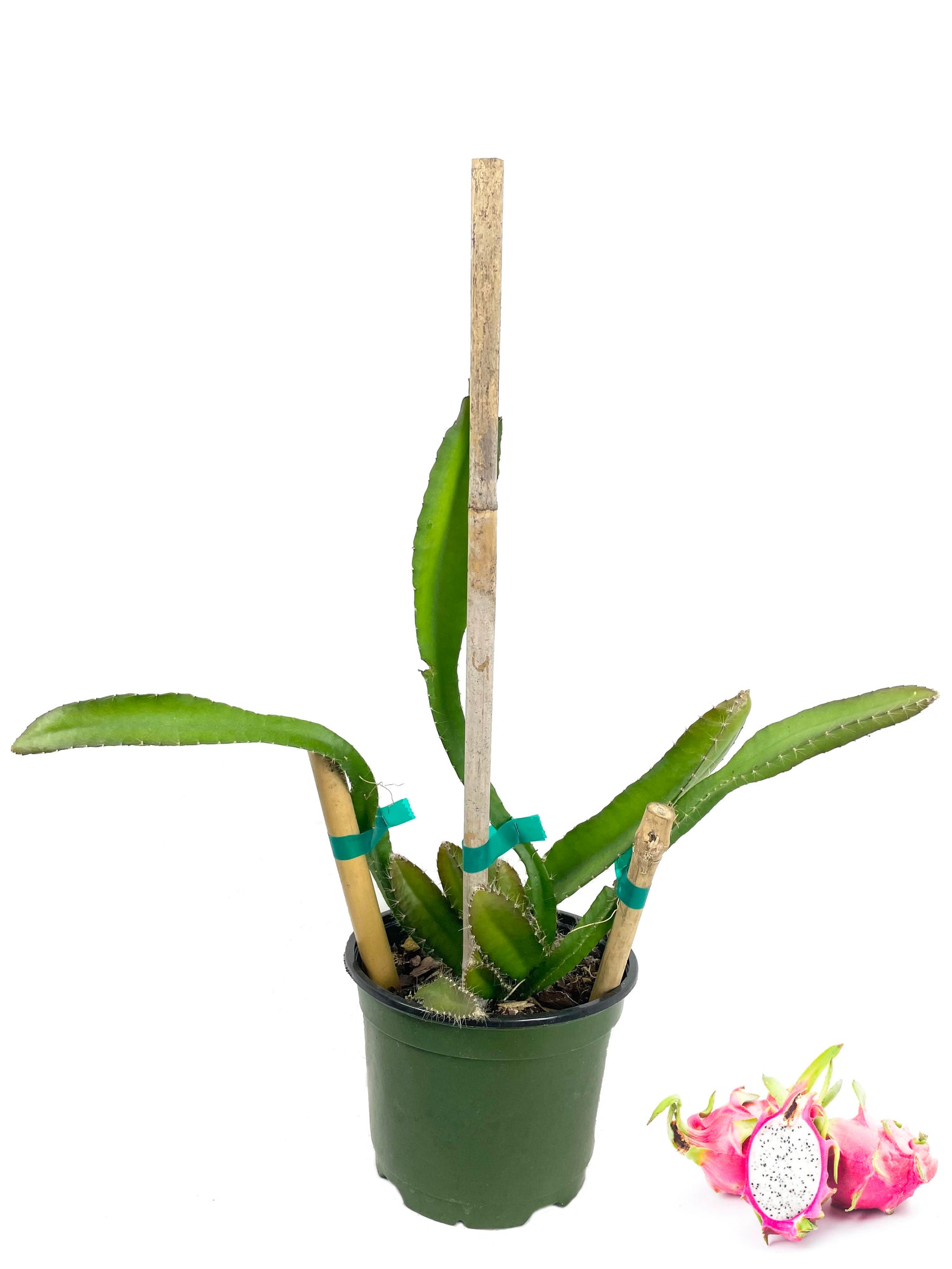 dragon fruit tree live plant in a 6 in. pot Dragon Fruit Tree - Live Plant in a 6 Inch Pot - Hylocereous Undatus