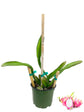 Dragon Fruit Tree - Live Plant in a 6 Inch Pot - Hylocereous Undatus - Edible Tropical Fruit Plant from Florida