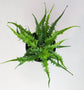 Dragon Tail Fern - Live Plant in a 4 Inch Pot - Asplenium Ebinoides - Rare and Exotic Ferns from Florida