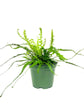Dragon Tail Fern - Live Plant in a 4 Inch Pot - Asplenium Ebinoides - Rare and Exotic Ferns from Florida