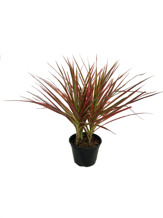 Dragon Tree - Live Plant in a 6 Inch Pot - Dracaena Marginata Colorama - Easy Care Indoor Air Cleaning Plant