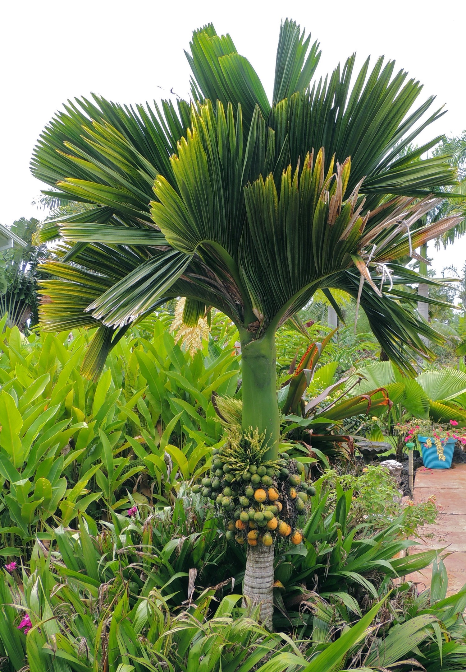 areca dwarf palm Dwarf Areca Catechu Palm - Live Plant in a 10 Inch Pot