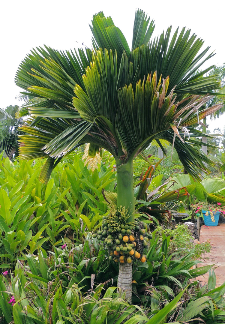 areca nut palm leaf Dwarf Areca Catechu Palm - Live Plant in a 10 Inch Pot