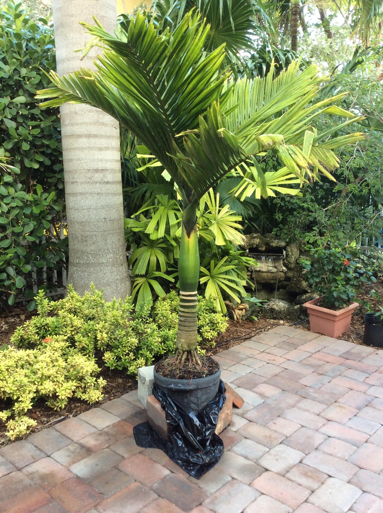 areca palm dwarf Dwarf Areca Catechu Palm - Live Plant in a 10 Inch Pot