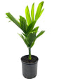 Dwarf Areca Catechu Palm - Live Plant in a 10 Inch Pot - Areca Catechu &