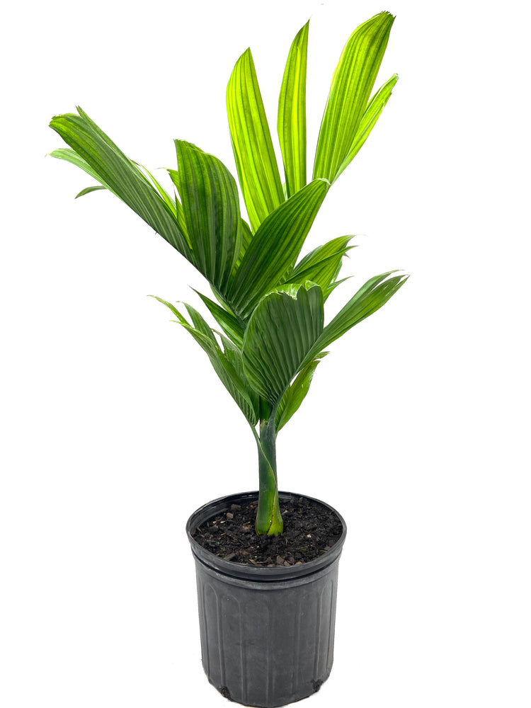 palma areca catechu Dwarf Areca Catechu Palm - Live Plant in a 10 Inch Pot