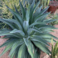 Dwarf Century Agave Plant - Live Plant in a 6 Inch Pot - Agave Desmettiana - Cactus Succulent - Extremely Rare Plants from Florida