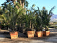 Dwarf Sugar Palm - Formosa Palm - Live Plant in a 1 Gallon Growers Pot - Arenga Engleri - Extremely Rare and Exotic Palms from Florida - for Rare Plant Collectors