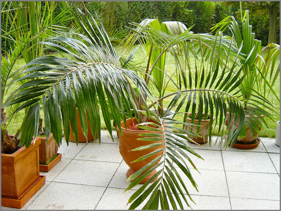 Dwarf Sugar Palm - Formosa Palm - Live Plant in a 1 Gallon Growers Pot - Arenga Engleri - Extremely Rare and Exotic Palms from Florida - for Rare Plant Collectors