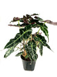 Elephant Ear Dwarf Alocasia - Live Plant in an 8 Inch Pot - Alocasia Polly - Beautiful Easy to Grow Air Purifying Indoor Plant