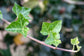 English Ivy Globe - Live Plant in a 4 Inch Pot - Hedera Helix - Florist Quality - Beautiful Easy Care Indoor Air Purifying Topiary Houseplant Vine