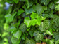 English Ivy Globe - Live Plant in a 4 Inch Pot - Hedera Helix - Florist Quality - Beautiful Easy Care Indoor Air Purifying Topiary Houseplant Vine
