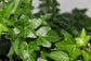 English Ivy Globe - Live Plant in a 4 Inch Pot - Hedera Helix - Florist Quality - Beautiful Easy Care Indoor Air Purifying Topiary Houseplant Vine