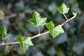 English Ivy Globe - Live Plant in a 4 Inch Pot - Hedera Helix - Florist Quality - Beautiful Easy Care Indoor Air Purifying Topiary Houseplant Vine