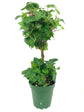 English Ivy Globe - Live Plant in a 6 Inch Growers Pot - Hedera Helix - Florist Quality Indoor Air Purifying Topiary Houseplant Vine