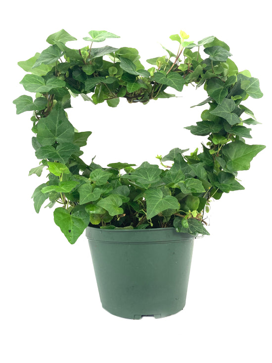English Ivy Heart - Live Plant in a 6 Inch Pot - Hedera Helix - Florist Quality Beautiful Easy Care Indoor Air Purifying Topiary Houseplant Vine