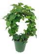 English Ivy Hoop - Live Plant in a 4 Inch Pot - Hedera Helix - Florist Quality - Beautiful Easy Care Indoor Air Purifying Topiary Houseplant Vine