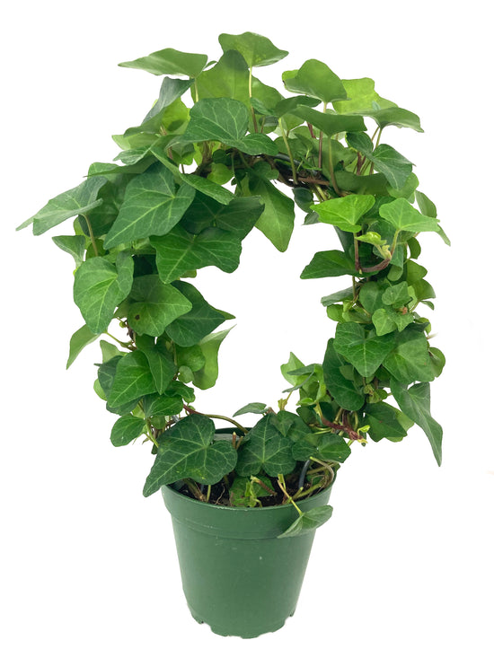 English Ivy Hoop - Live Plants in 4 Inch Pots - Hedera Helix - Florist Quality - Beautiful Easy Care Indoor Air Purifying Topiary Houseplant Vine