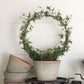 English Ivy Hoop - Live Plant in a 6 Inch Pot - Hedera Helix - Beautiful Easy Care Indoor Air Purifying Topiary Houseplant Vine