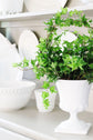 English Ivy Hoop - Live Plants in 4 Inch Pots - Hedera Helix - Florist Quality - Beautiful Easy Care Indoor Air Purifying Topiary Houseplant Vine