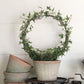 English Ivy Hoop - Live Plants in 4 Inch Pots - Hedera Helix - Florist Quality - Beautiful Easy Care Indoor Air Purifying Topiary Houseplant Vine