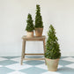 English Ivy Globe - Live Plant in a 6 Inch Growers Pot - Hedera Helix - Florist Quality Indoor Air Purifying Topiary Houseplant Vine