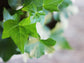 English Ivy Heart - Live Plant in a 6 Inch Pot - Hedera Helix - Florist Quality Beautiful Easy Care Indoor Air Purifying Topiary Houseplant Vine