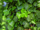 English Ivy Heart - Live Plant in a 6 Inch Pot - Hedera Helix - Florist Quality Beautiful Easy Care Indoor Air Purifying Topiary Houseplant Vine