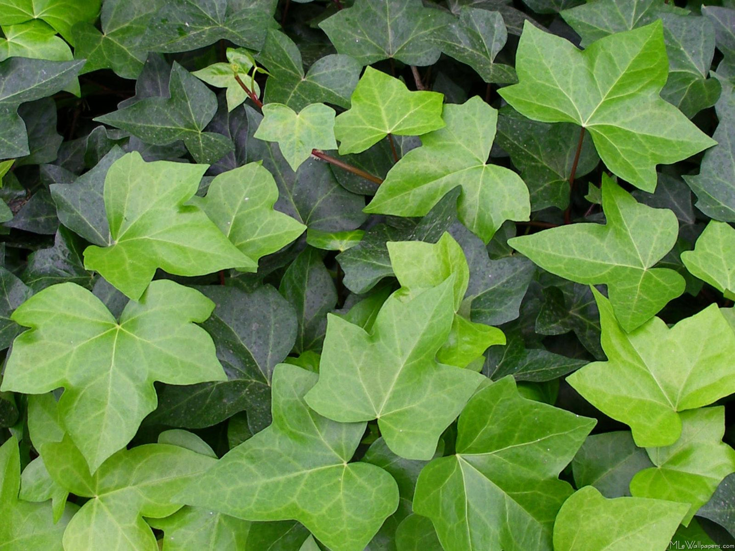 ivy tree indoor plant English Ivy Heart - Live Plant in a 6 Inch Pot - Hedera Helix