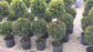 Eugenia 2 Ball Topiary - Live Plant in a 10 Inch Pot - Eugenia Myrtifolium - Beautifully Pruned Outdoor Topiary for Patios and Outdoor Decor