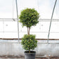 Eugenia 2 Ball Topiary - Live Plant in a 10 Inch Pot - Eugenia Myrtifolium - Beautifully Pruned Outdoor Topiary for Patios and Outdoor Decor
