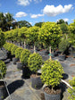 Eugenia 2 Ball Topiary - Live Plant in a 10 Inch Pot - Eugenia Myrtifolium - Beautifully Pruned Outdoor Topiary for Patios and Outdoor Decor