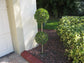 Eugenia 2 Ball Topiary - Live Plant in a 10 Inch Pot - Eugenia Myrtifolium - Beautifully Pruned Outdoor Topiary for Patios and Outdoor Decor