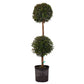 Eugenia 2 Ball Topiary - Live Plant in a 10 Inch Pot - Eugenia Myrtifolium - Beautifully Pruned Outdoor Topiary for Patios and Outdoor Decor