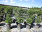 Eugenia 2 Ball Topiary - Live Plant in a 6 Inch Pot - 1-2 Foot Tall - Eugenia Myrtifolium - Beautifully Pruned Outdoor Topiary for Patios and Outdoor Decor