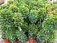 Eugenia 2 Ball Topiary - Live Plant in a 6 Inch Pot - 1-2 Foot Tall - Eugenia Myrtifolium - Beautifully Pruned Outdoor Topiary for Patios and Outdoor Decor