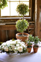 Eugenia 2 Ball Topiary - Live Plant in a 6 Inch Pot - 1-2 Foot Tall - Eugenia Myrtifolium - Beautifully Pruned Outdoor Topiary for Patios and Outdoor Decor