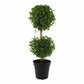 Eugenia 2 Ball Topiary - Live Plant in a 6 Inch Pot - 1-2 Foot Tall - Eugenia Myrtifolium - Beautifully Pruned Outdoor Topiary for Patios and Outdoor Decor