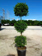 Eugenia Three Ball Topiary - Live Plant in a 10 Inch Pot - Eugenia Myrtifolium - Beautifully Pruned Outdoor Topiary for Patios and Outdoor Decor