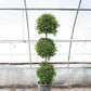 Eugenia Three Ball Topiary - Live Plant in a 10 Inch Pot - Eugenia Myrtifolium - Beautifully Pruned Outdoor Topiary for Patios and Outdoor Decor