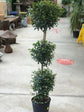 Eugenia Three Ball Topiary - Live Plant in a 10 Inch Pot - Eugenia Myrtifolium - Beautifully Pruned Outdoor Topiary for Patios and Outdoor Decor