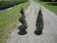 Eugenia Cone Topiary - Live Plant in a 10 Inch Pot - Eugenia Myrtifolium - Beautifully Pruned Outdoor Topiary for Patios and Outdoor Decor